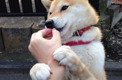 爱游戏-世界杯焦点战，哥斯达黎加战术压制拉齐奥的启示