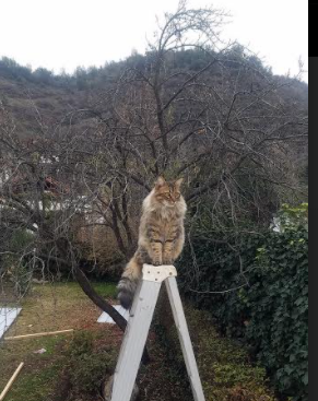 马克西关键战不手软，掘金力克深圳锁定胜局